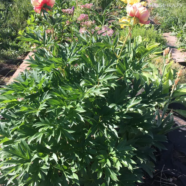 превью изображения отзыва