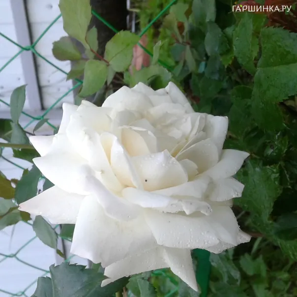 превью изображения отзыва