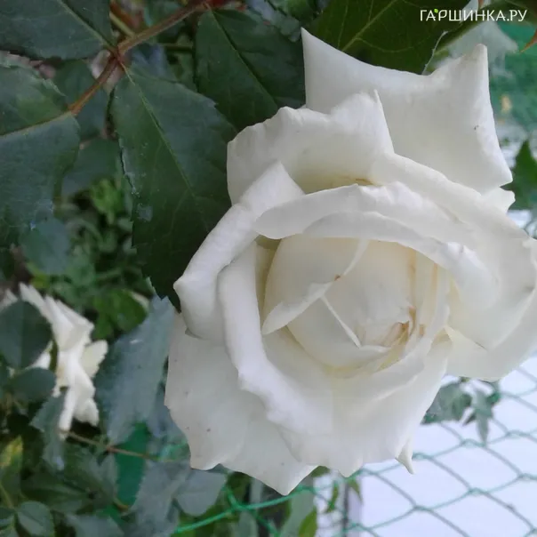 превью изображения отзыва