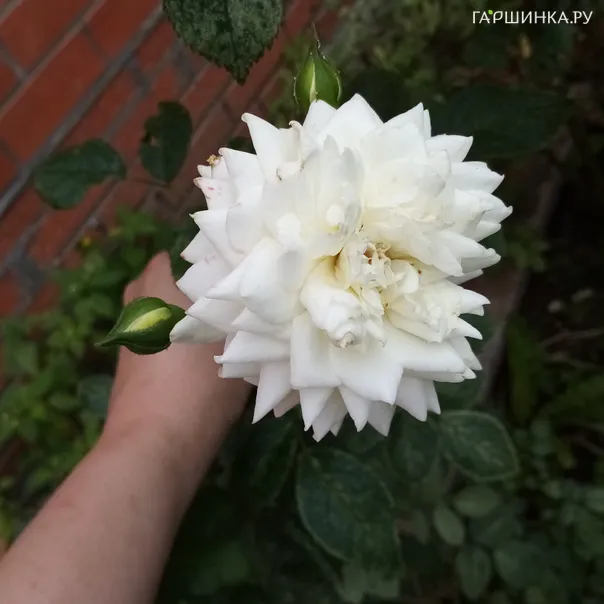 превью изображения отзыва