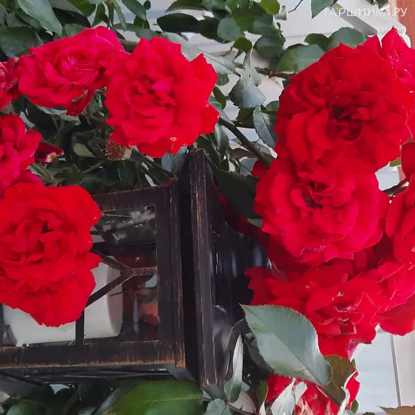 превью изображения отзыва