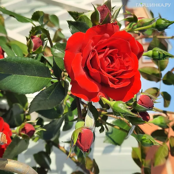 превью изображения отзыва