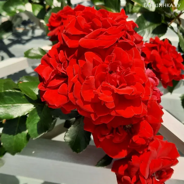 превью изображения отзыва