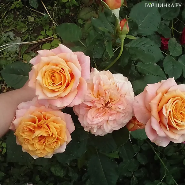 превью изображения отзыва