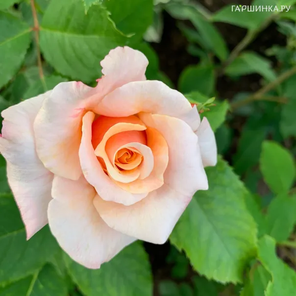 превью изображения отзыва