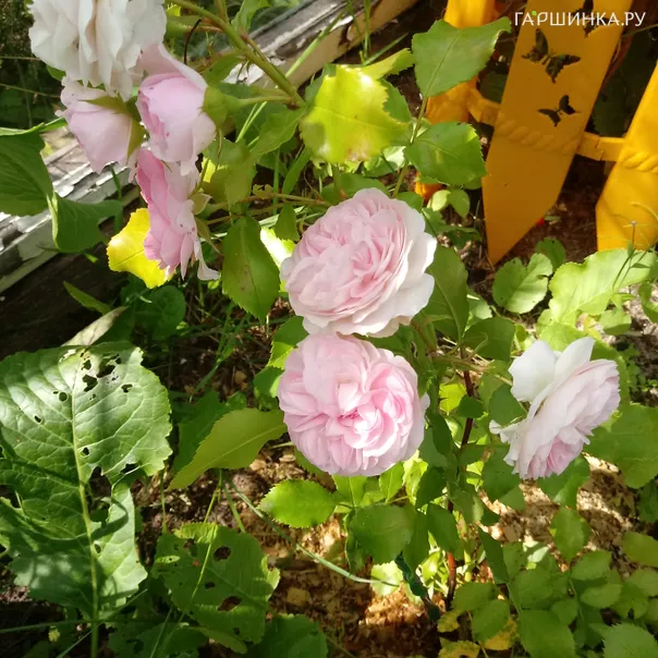 превью изображения отзыва