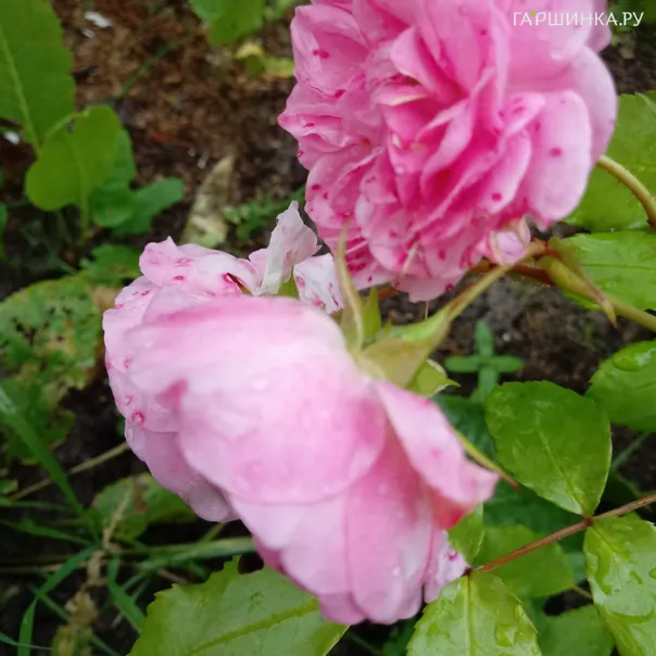 превью изображения отзыва