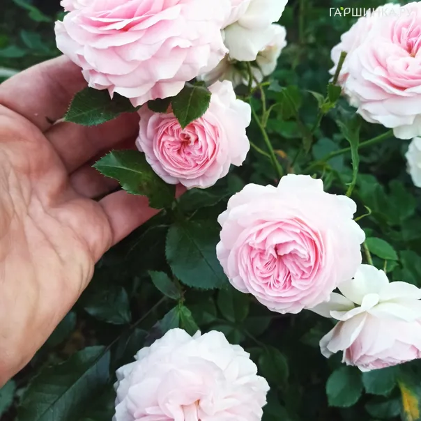 превью изображения отзыва