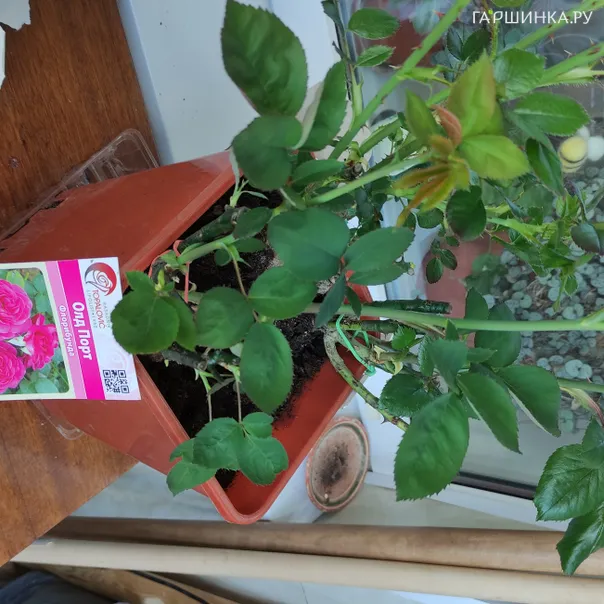 превью изображения отзыва