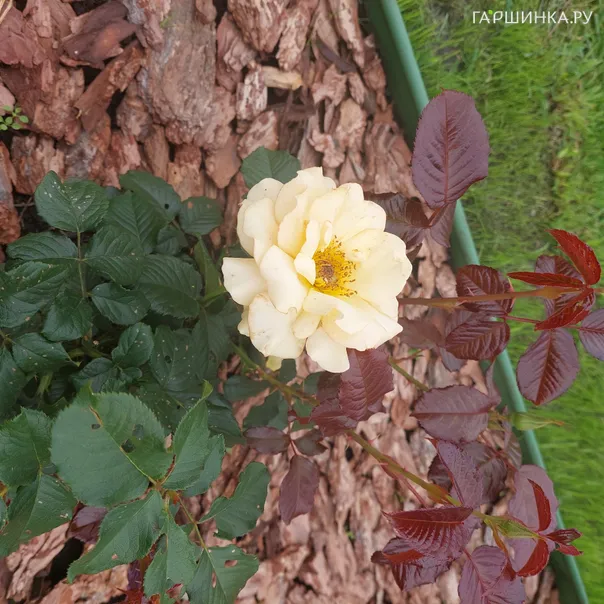 превью изображения отзыва