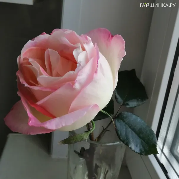 превью изображения отзыва