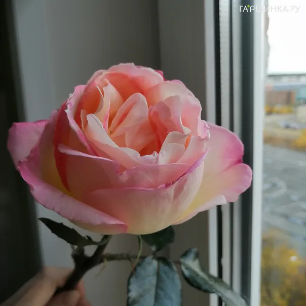 превью изображения отзыва