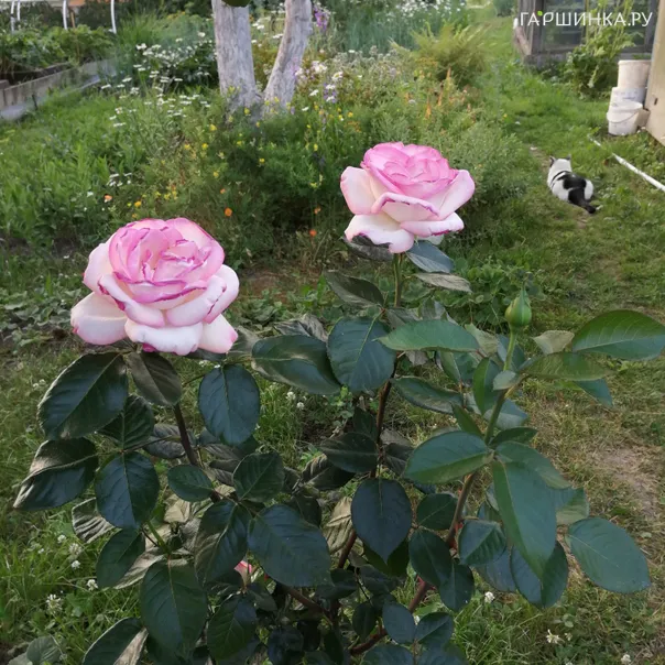 превью изображения отзыва