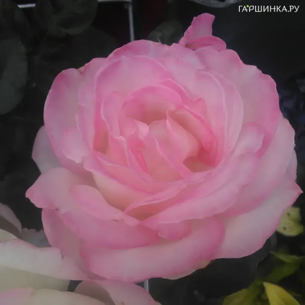 превью изображения отзыва