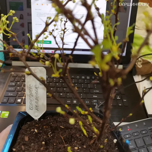 превью изображения отзыва