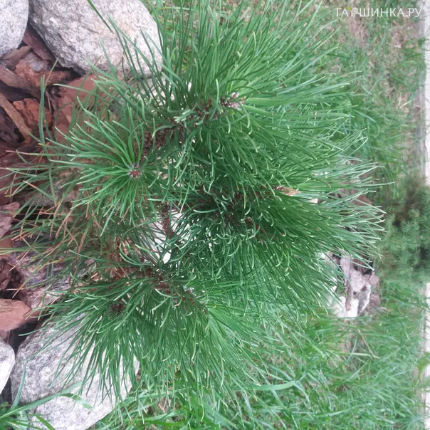 превью изображения отзыва