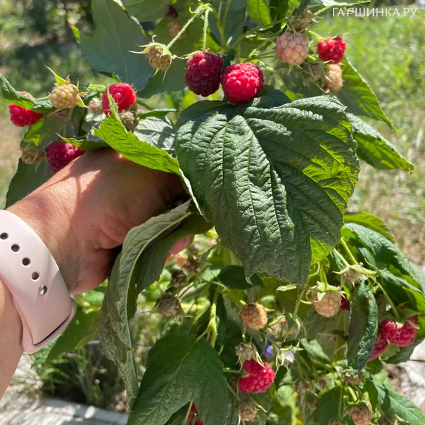 превью изображения отзыва