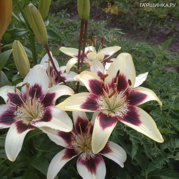 превью изображения отзыва