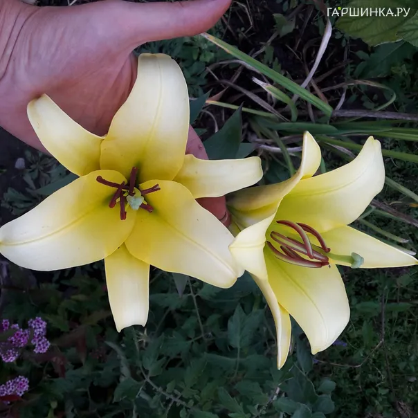 превью изображения отзыва