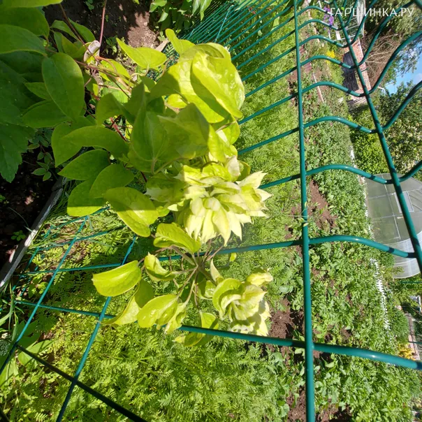 превью изображения отзыва