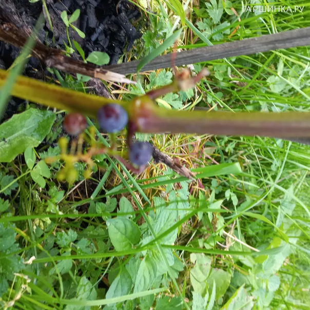 превью изображения отзыва