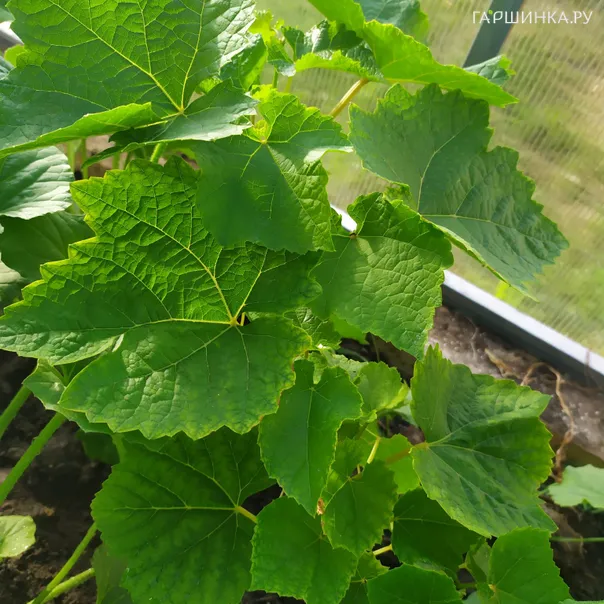 превью изображения отзыва