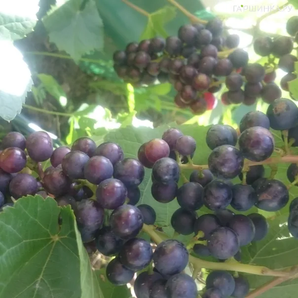 превью изображения отзыва