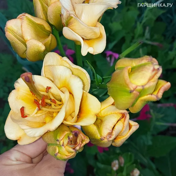 превью изображения отзыва