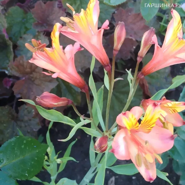 превью изображения отзыва