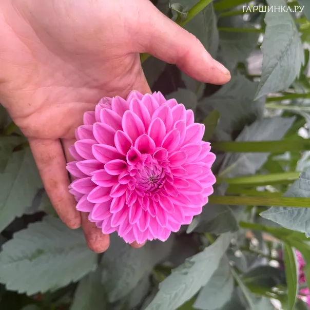 превью изображения отзыва