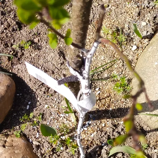 превью изображения отзыва