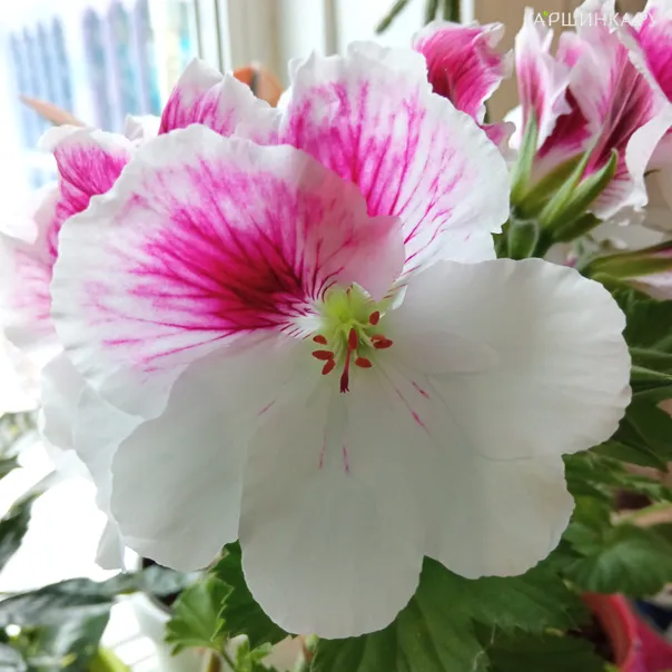 превью изображения отзыва