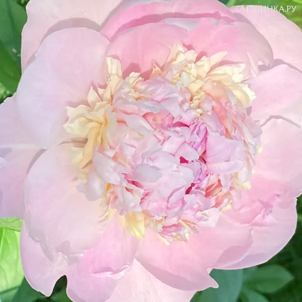 превью изображения отзыва