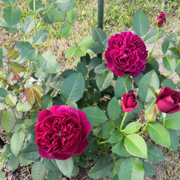 превью изображения отзыва