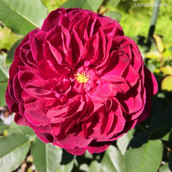 превью изображения отзыва