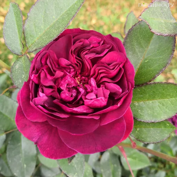 превью изображения отзыва