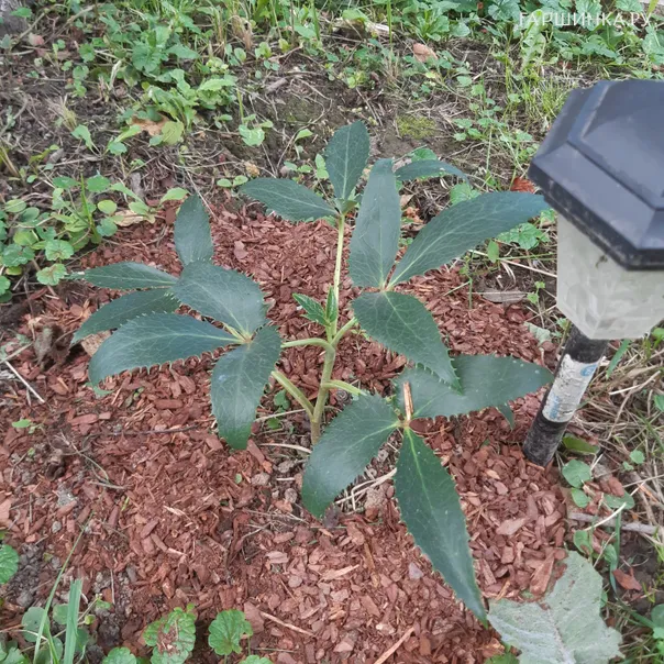 превью изображения отзыва