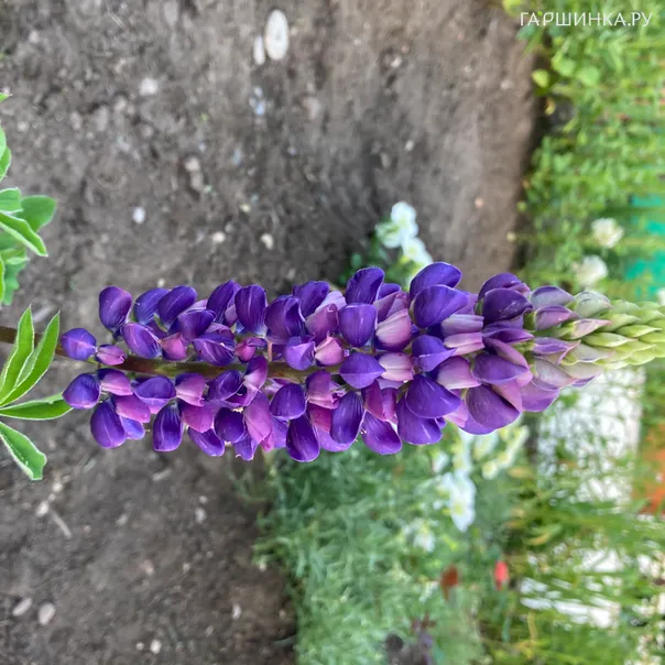 превью изображения отзыва