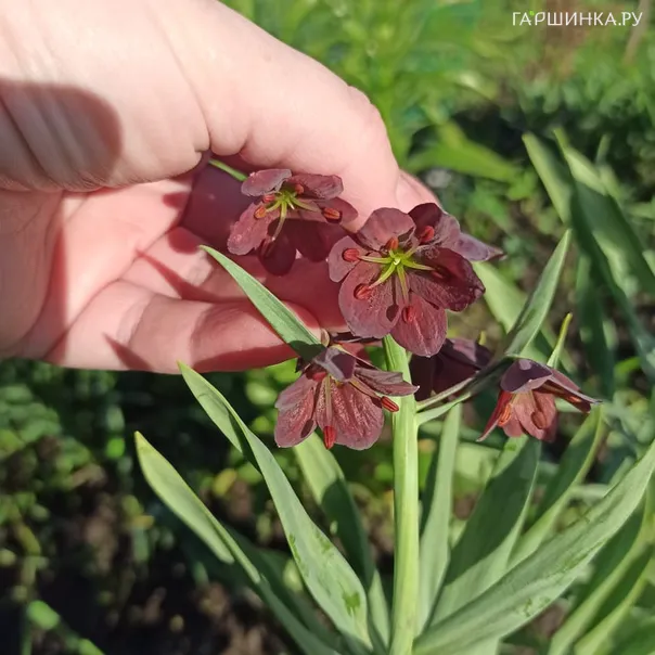 превью изображения отзыва