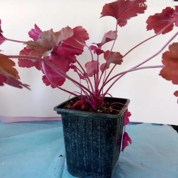 превью изображения отзыва