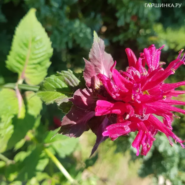 превью изображения отзыва