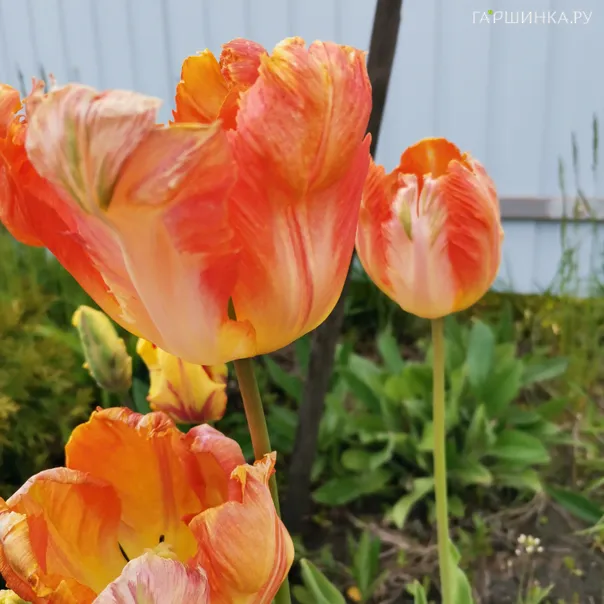 превью изображения отзыва