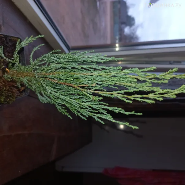 превью изображения отзыва