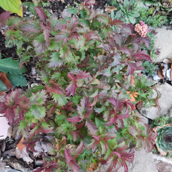 превью изображения отзыва