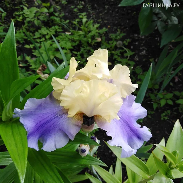 превью изображения отзыва