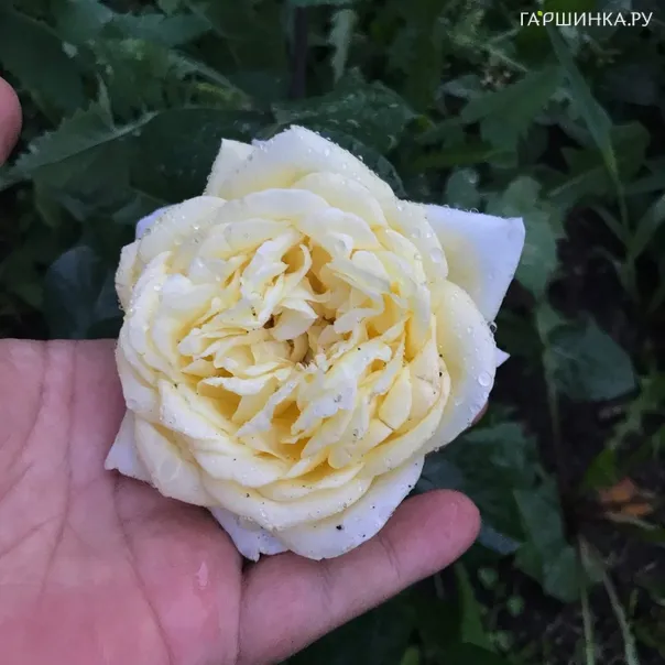 превью изображения отзыва