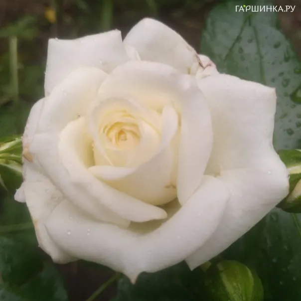 превью изображения отзыва