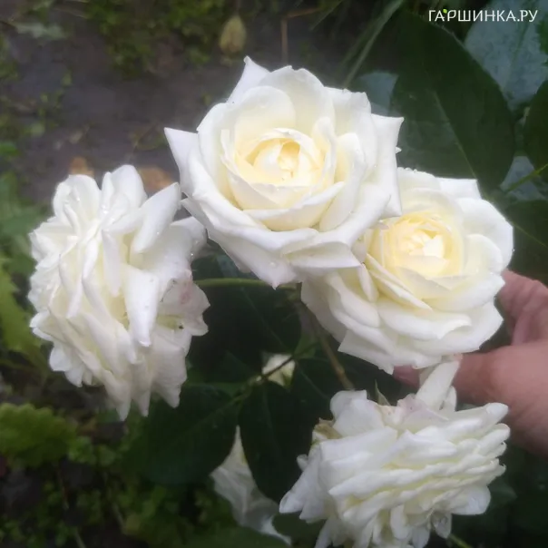 превью изображения отзыва