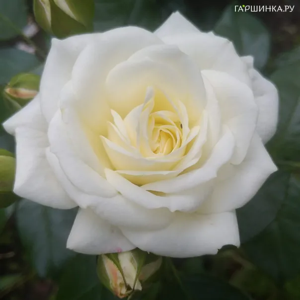 превью изображения отзыва