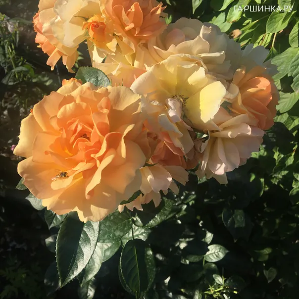 превью изображения отзыва